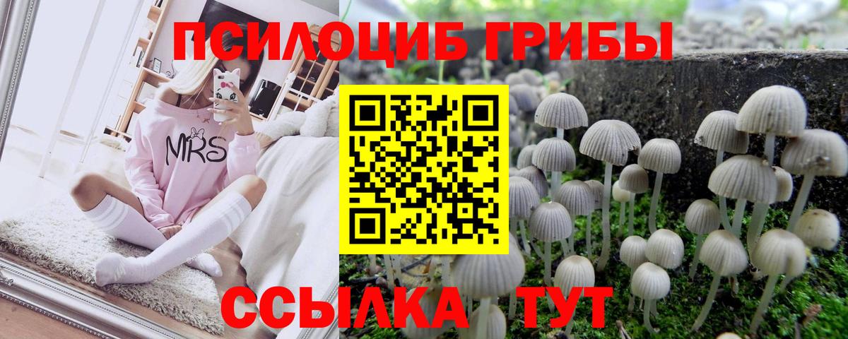 Псилоцибиновые грибы Psilocybe Черняховск